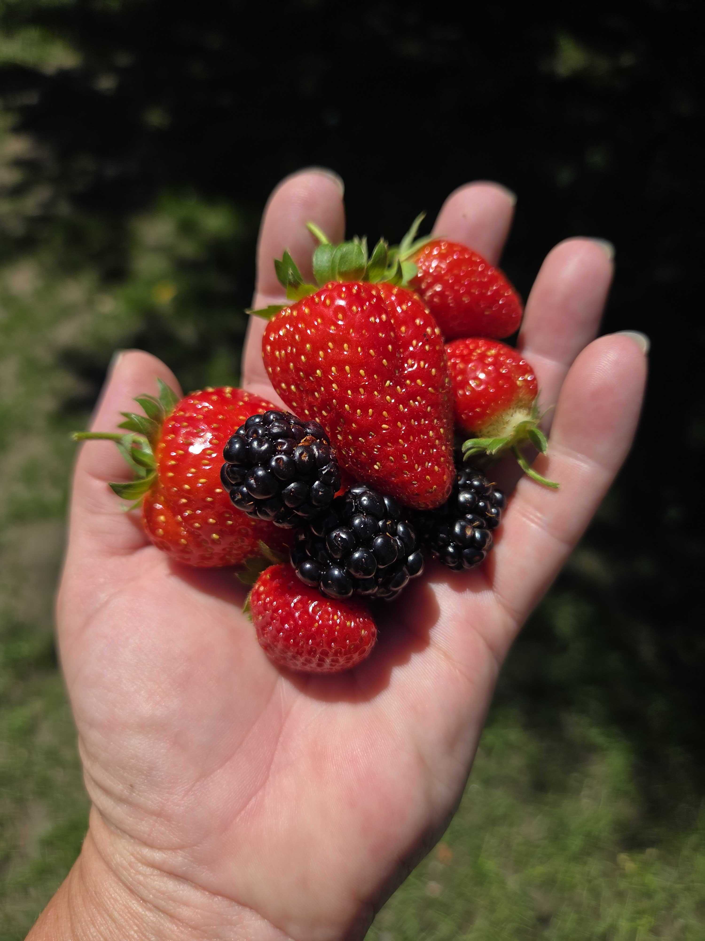 berries in hand